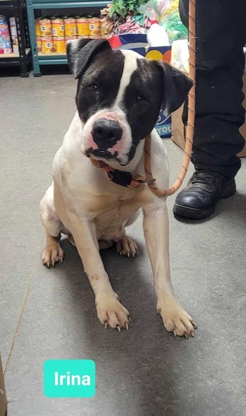 Irina-Sponsored, a Adoptable Pit Bull Terrier in Richmond, IN image 3/3