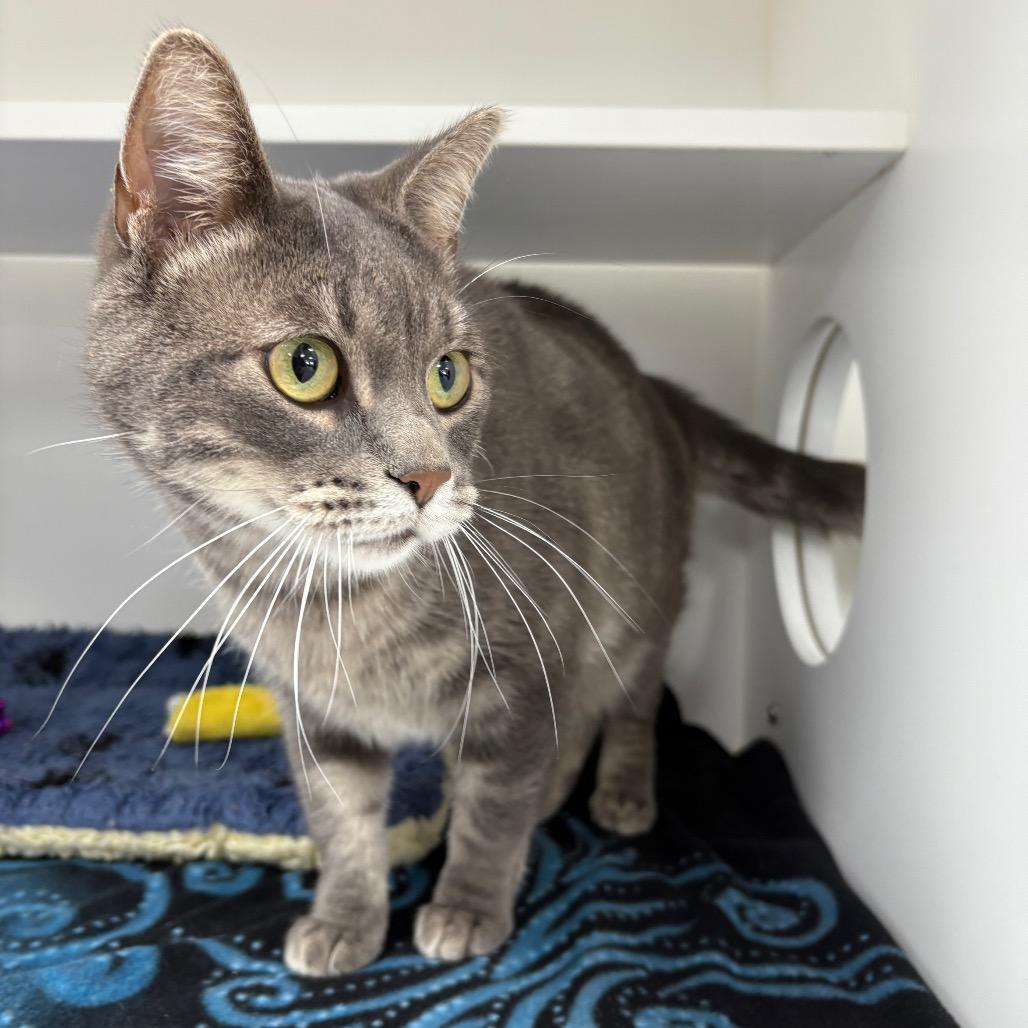 Enlarge Cheshire , a ADOPTABLE Domestic Short Hair in Crookston, MN image 2/3