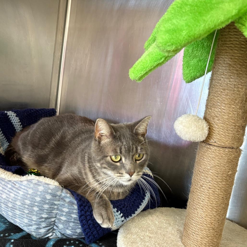 Enlarge Cheshire , a ADOPTABLE Domestic Short Hair in Crookston, MN image 3/3