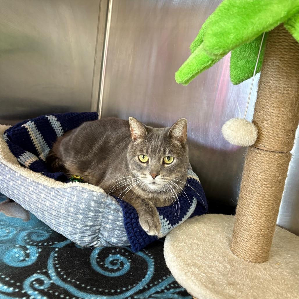 Enlarge Cheshire , a ADOPTABLE Domestic Short Hair in Crookston, MN image 1/3