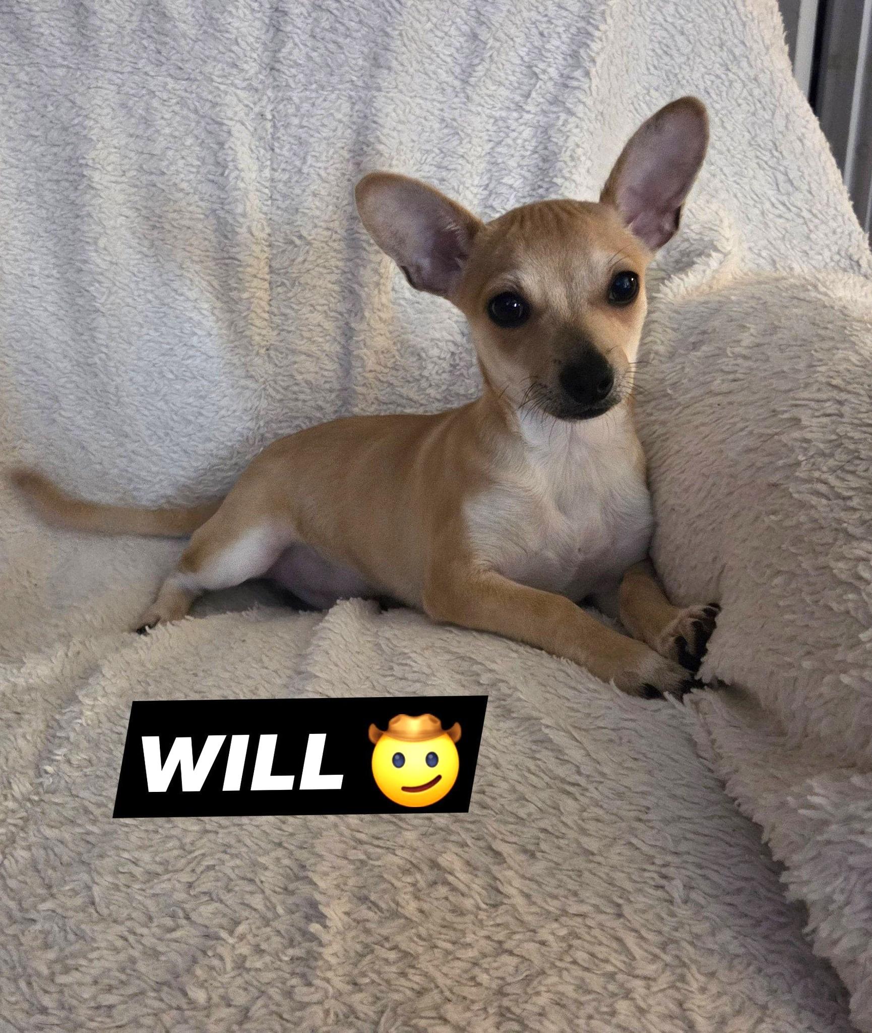 Will, a ADOPTABLE mixed breed in Oakdale, CA image 2/3