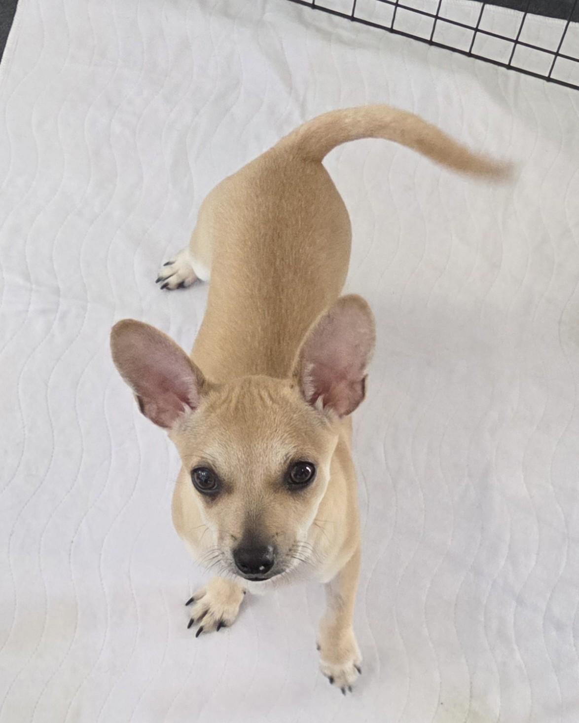 Will, a ADOPTABLE mixed breed in Oakdale, CA image 1/3