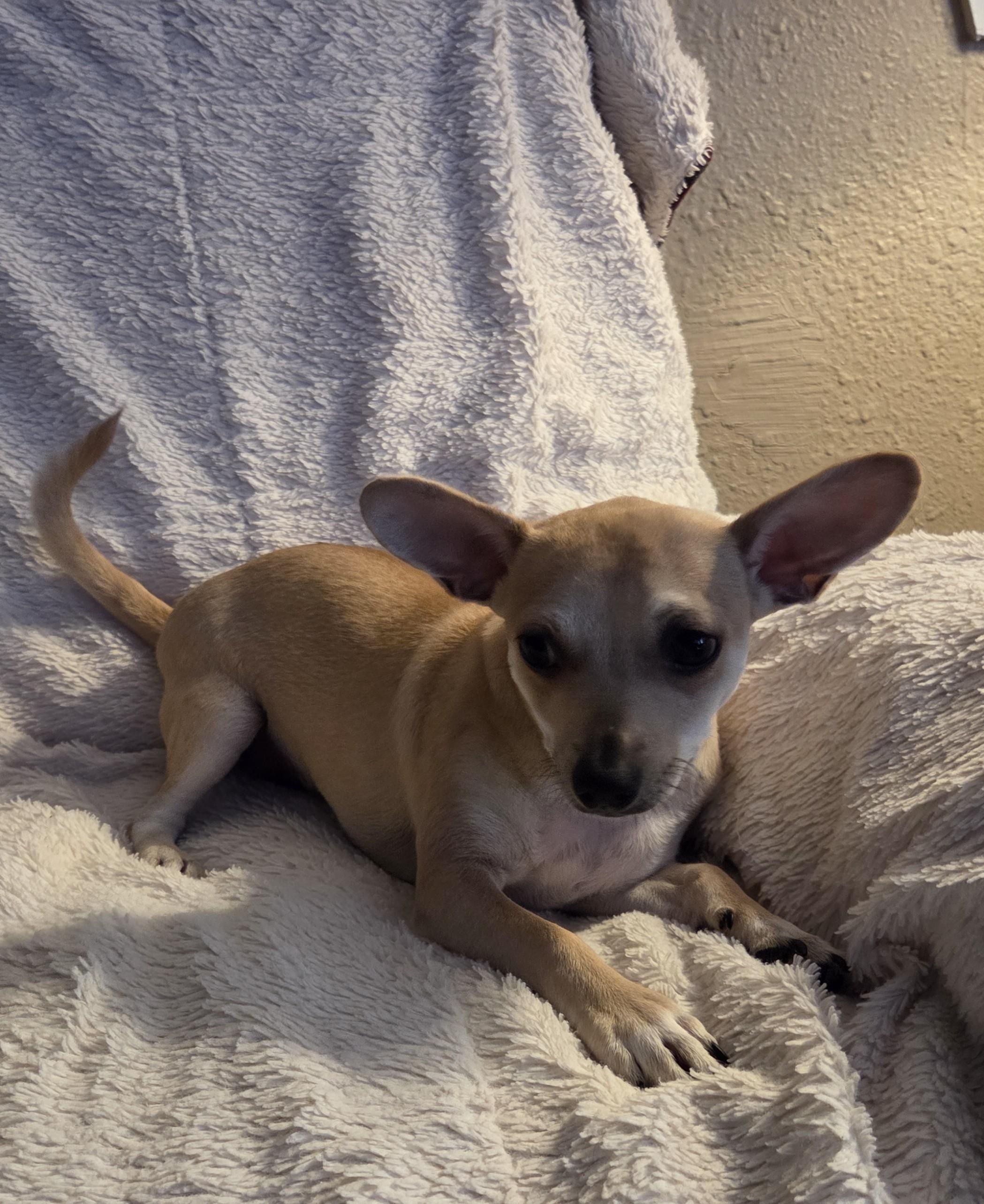 Enlarge Will, a ADOPTABLE mixed breed in Oakdale, CA image 4/4