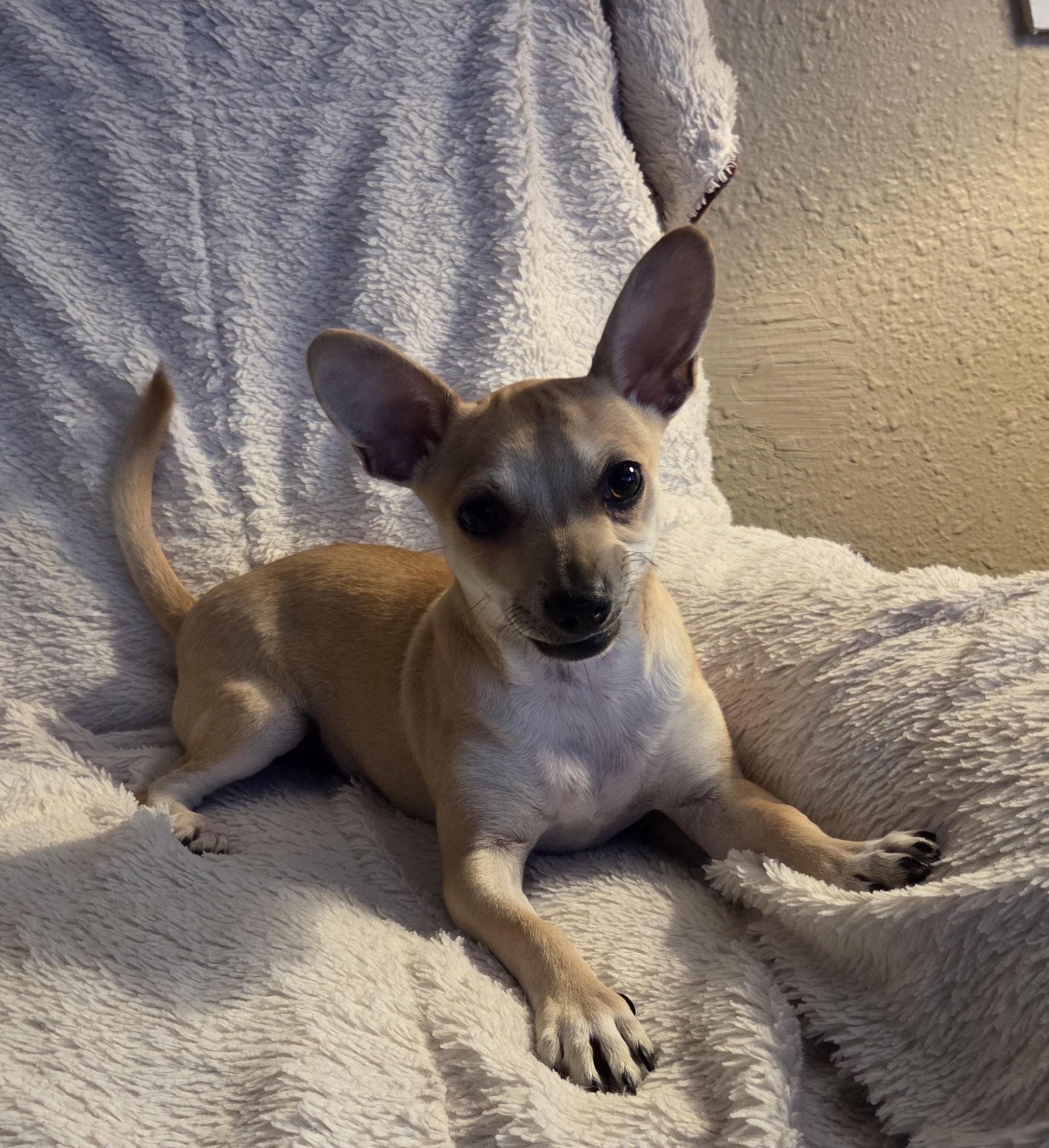 Enlarge Will, a ADOPTABLE mixed breed in Oakdale, CA image 2/4