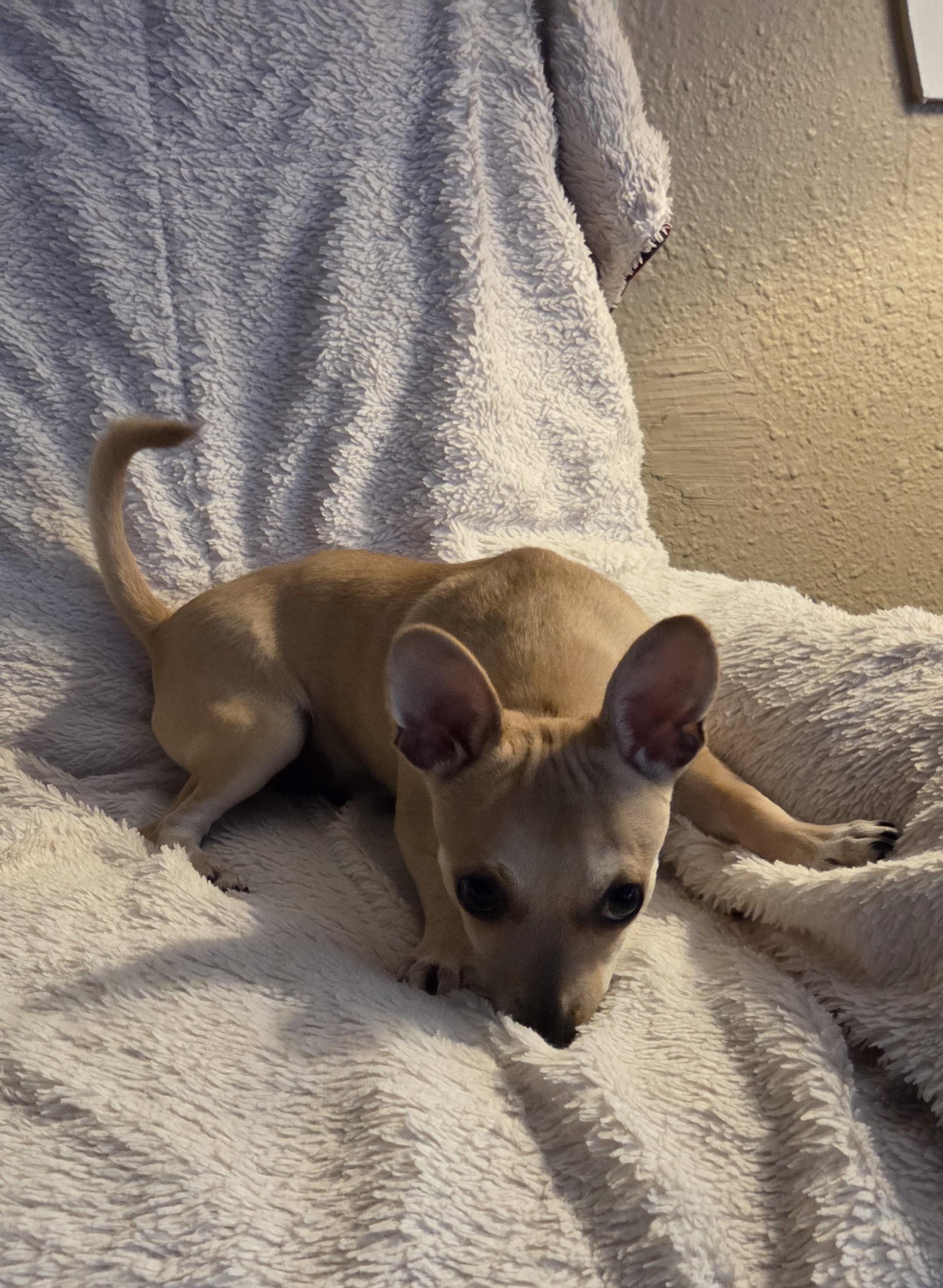 Will, ADOPTABLE, Puppy Male Terrier & Chihuahua.
