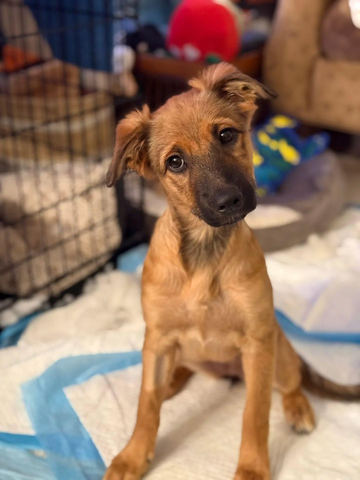 Parrot, adopted, Young Female Mixed Breed.