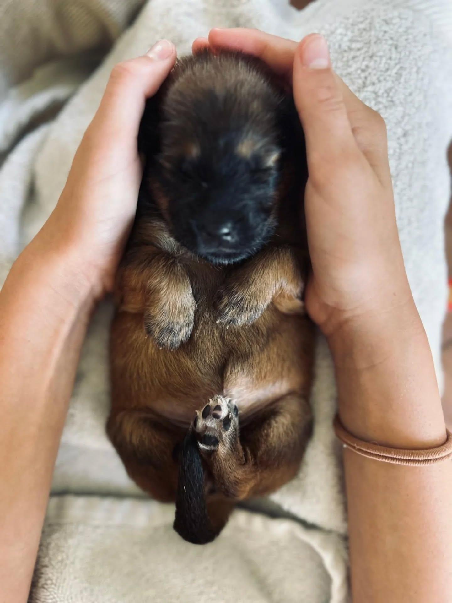Parrot, an adopted Mixed Breed in Etobicoke, ON image 2/4