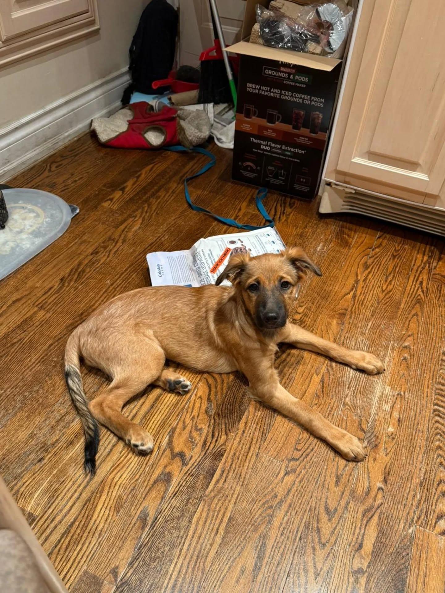 Parrot, an adopted Mixed Breed in Etobicoke, ON image 4/4