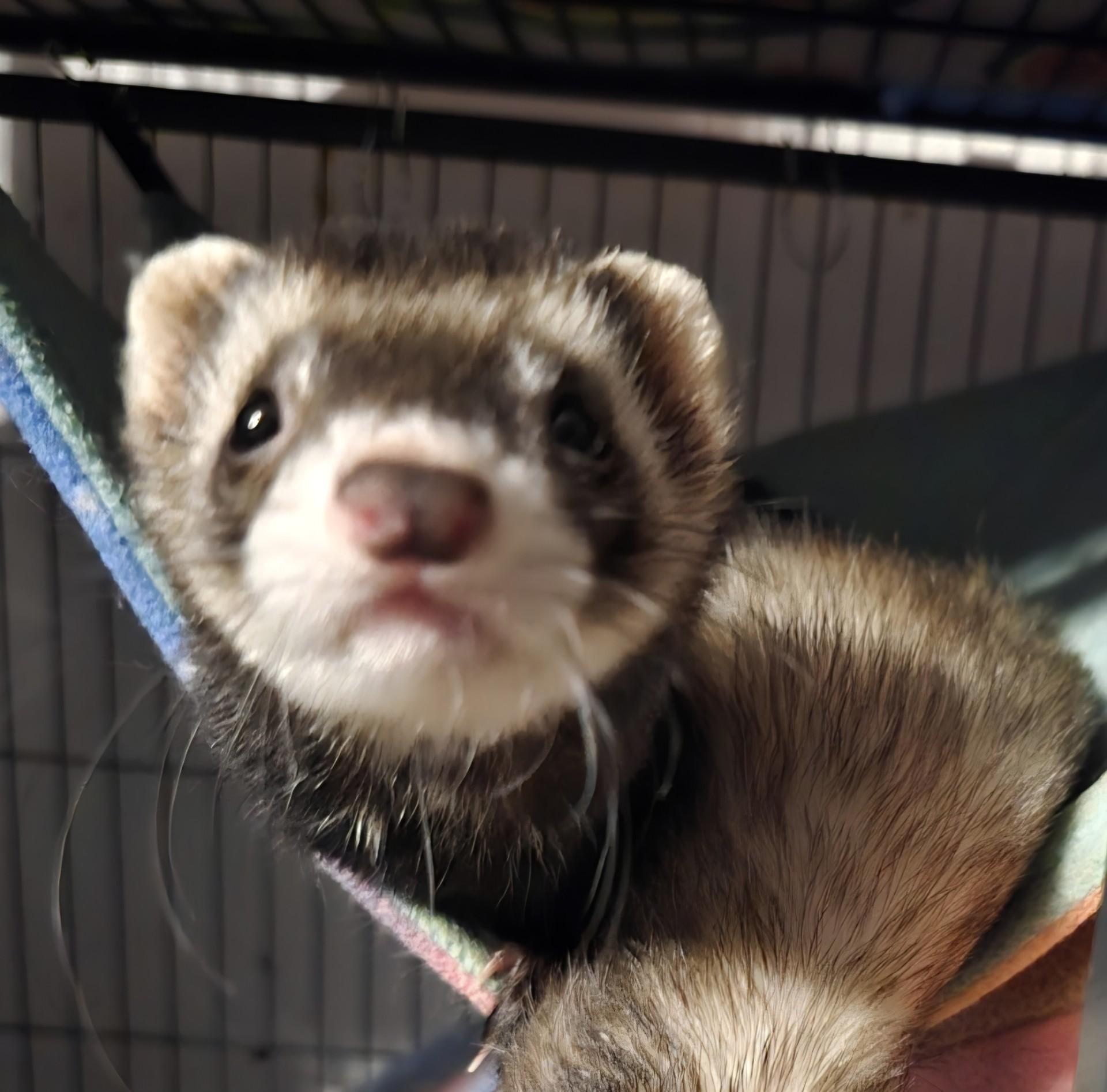 Enlarge Dom Ferreto, a ADOPTABLE Ferret in Lake worth, FL image 1/1