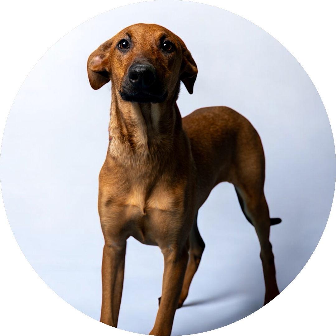 Enlarge Clove, a Adoptable Doberman Pinscher in Richardson, TX image 1/2