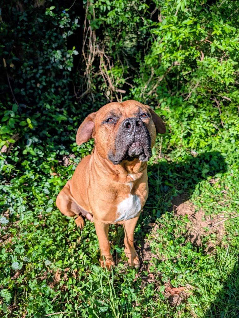 Enlarge Myles, a ADOPTABLE mixed breed in Maysville, KY image 1/3