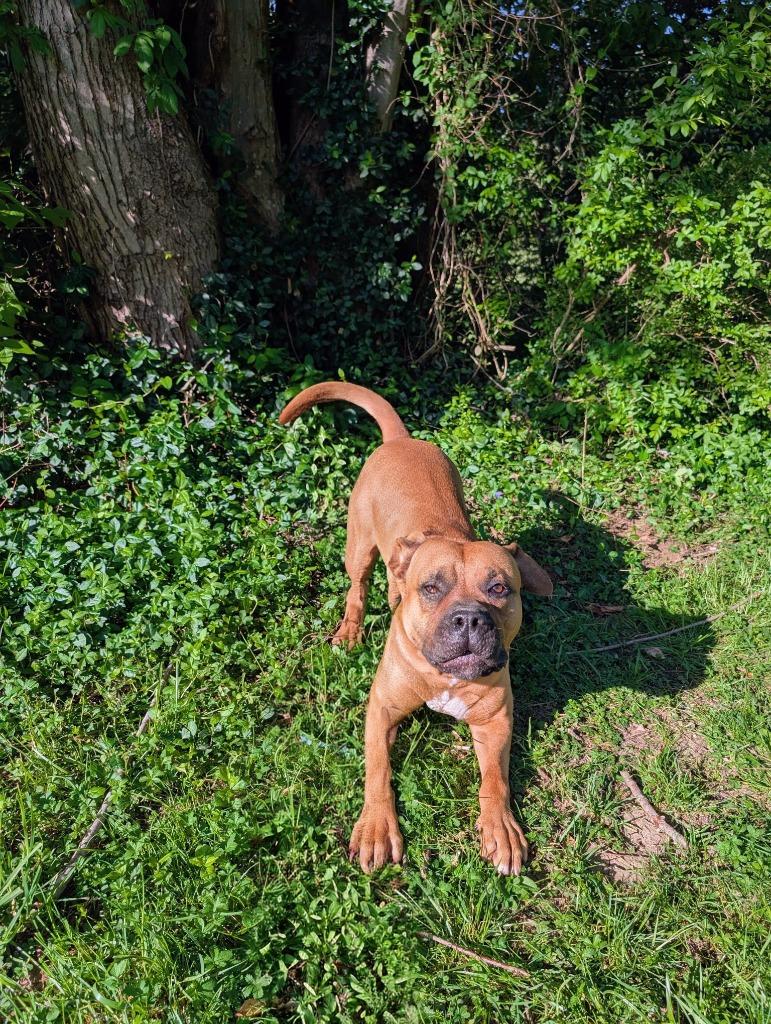 Enlarge Myles, a ADOPTABLE mixed breed in Maysville, KY image 3/3