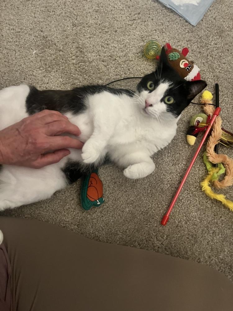 Enlarge Alora, a Adoptable Domestic Short Hair in Saint Augustine, FL image 1/5