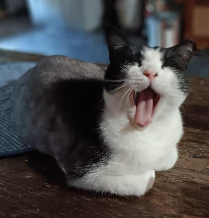 Enlarge Alora, a Adoptable Domestic Short Hair in Saint Augustine, FL image 1/3