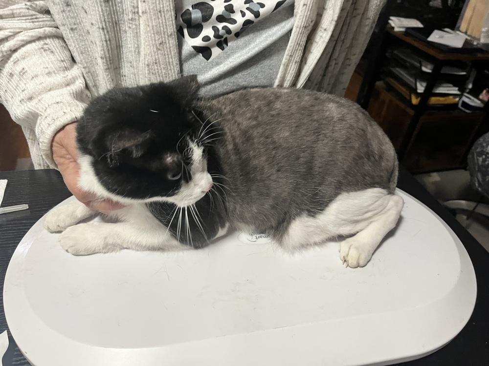 Enlarge Alora, a Adoptable Domestic Short Hair in Saint Augustine, FL image 2/3