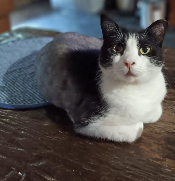 Enlarge Alora, a Adoptable Domestic Short Hair in Saint Augustine, FL image 3/3