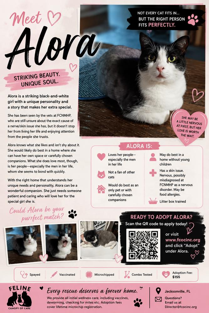 Alora, a Adoptable Domestic Short Hair in Saint Augustine, FL image 4/4