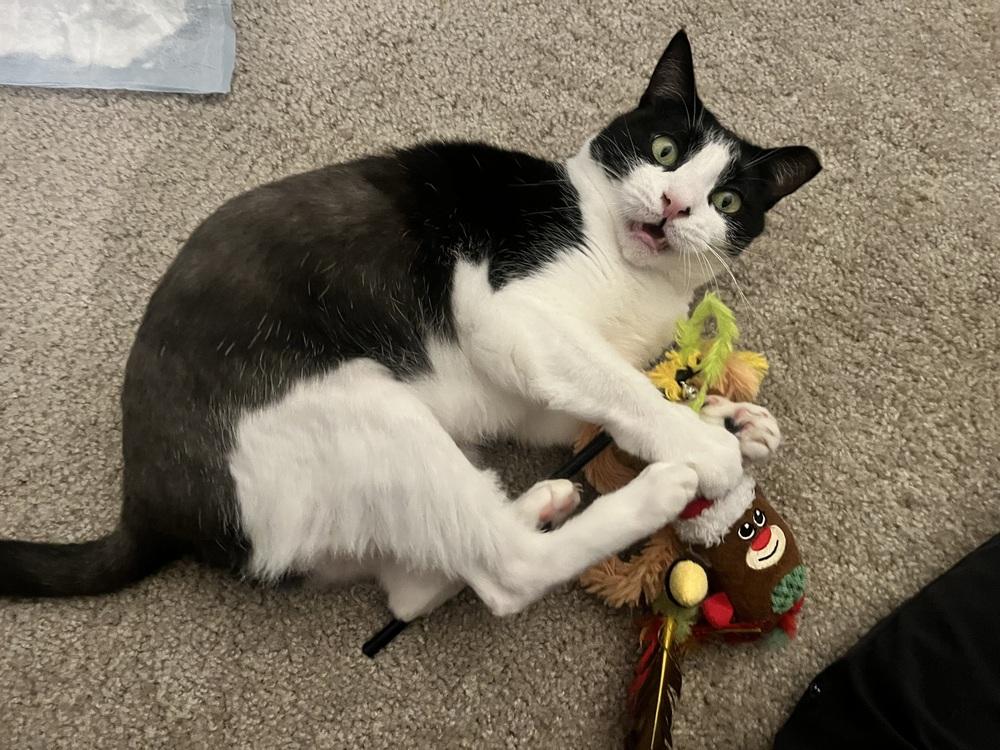 Enlarge Alora, a Adoptable Domestic Short Hair in Saint Augustine, FL image 5/5