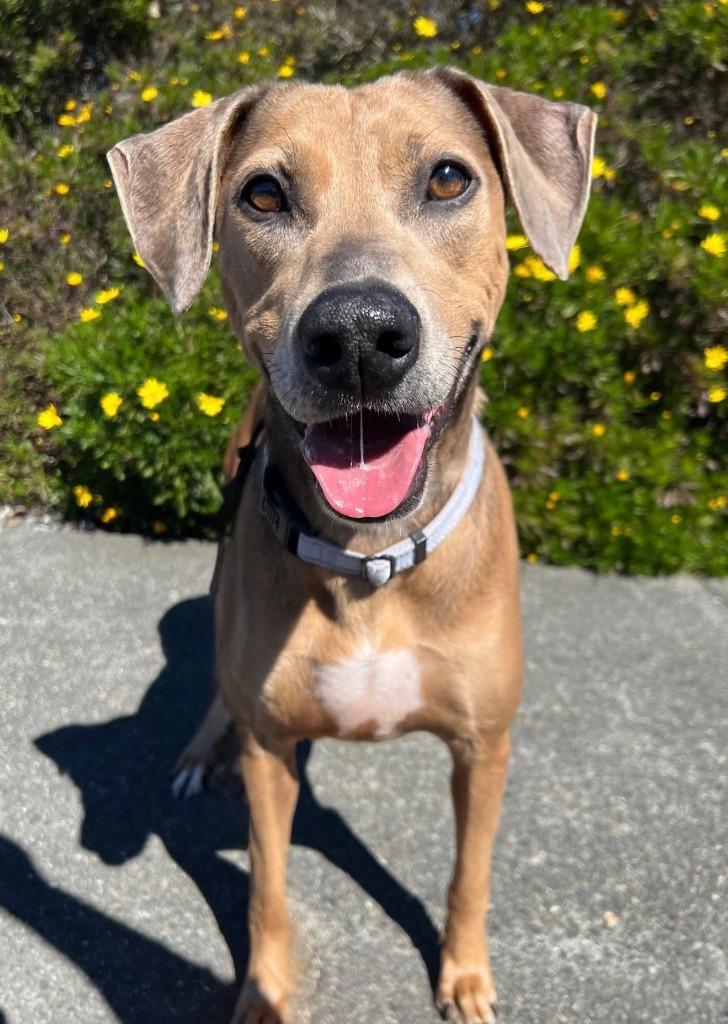 Cleo, a Adoptable Catahoula Leopard Dog in Brookings, OR image 1/2
