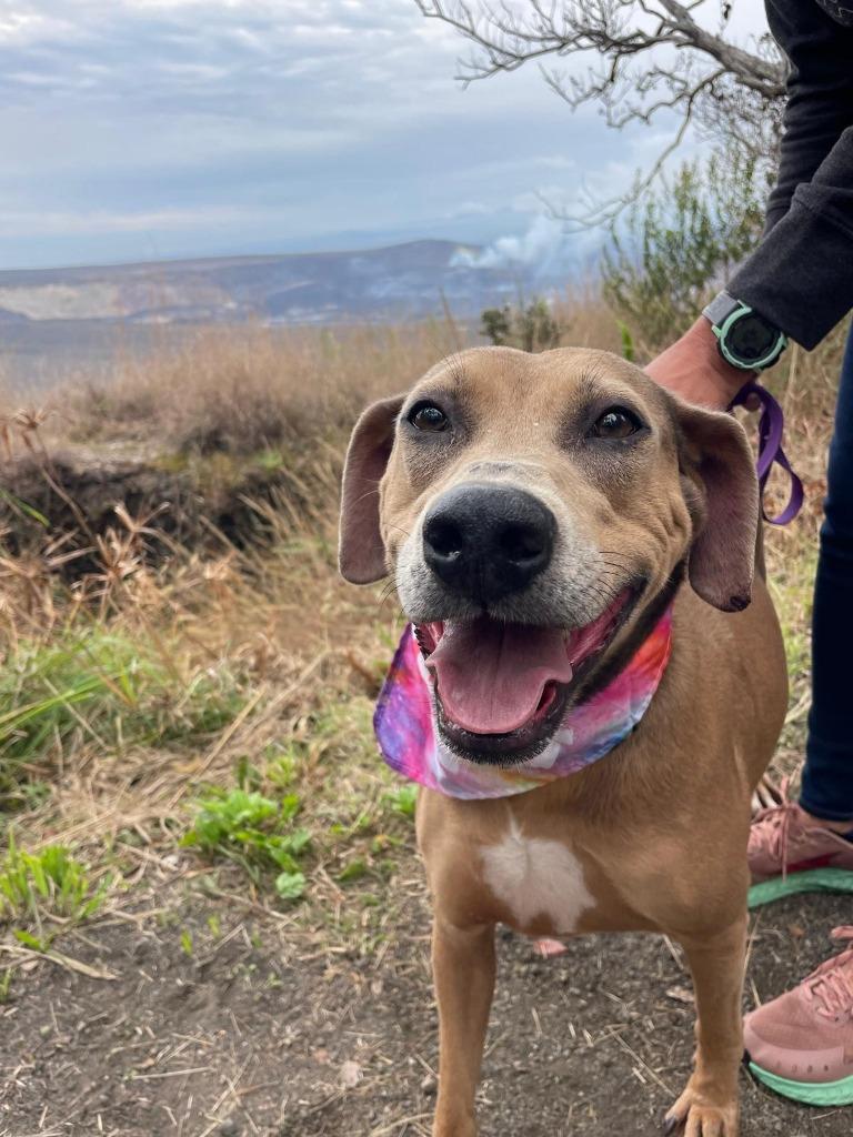Cleo, a Adoptable Catahoula Leopard Dog in Brookings, OR image 2/2