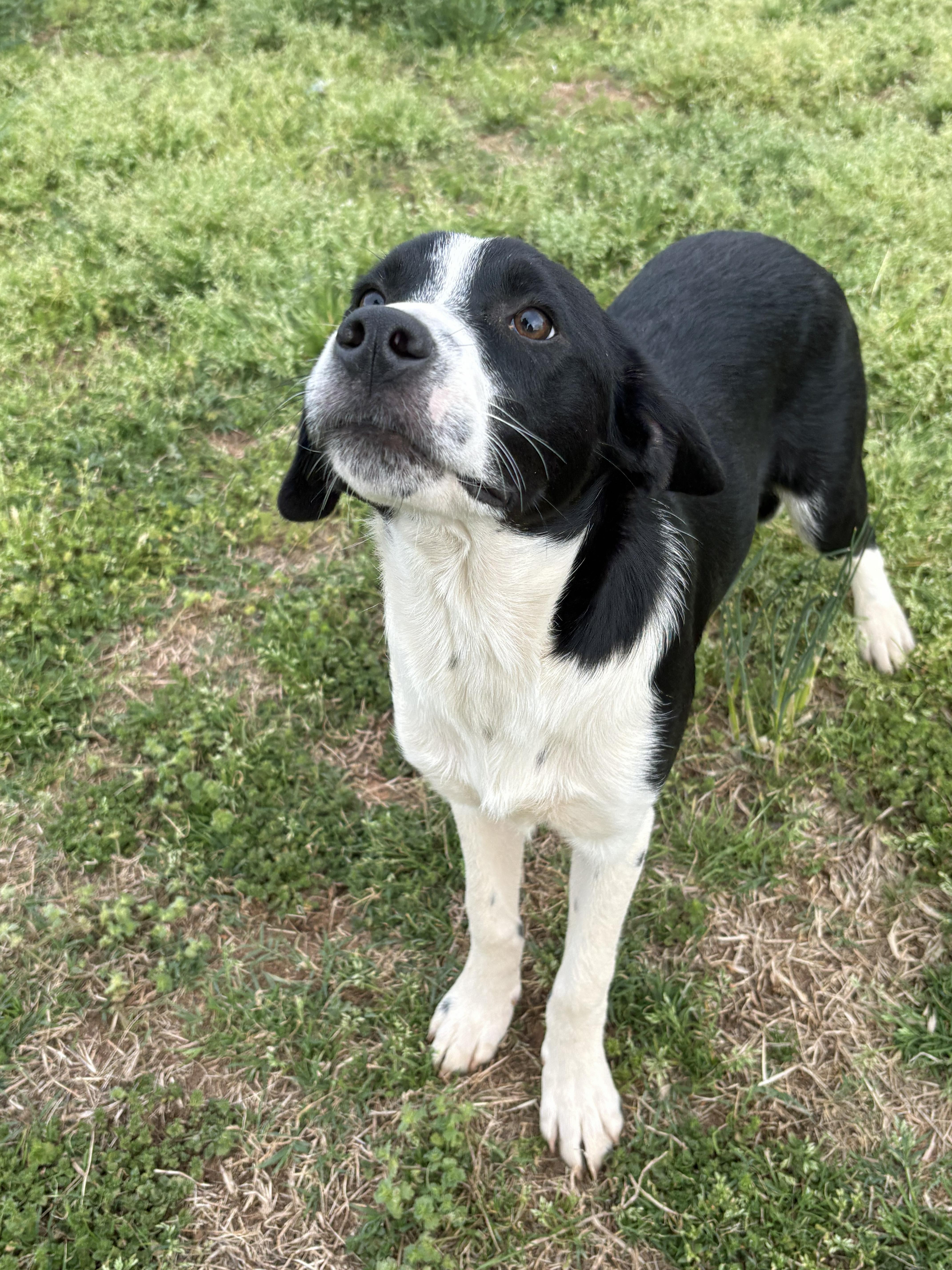 Enlarge Felix, a Adoptable mixed breed in Marion, NC image 2/5