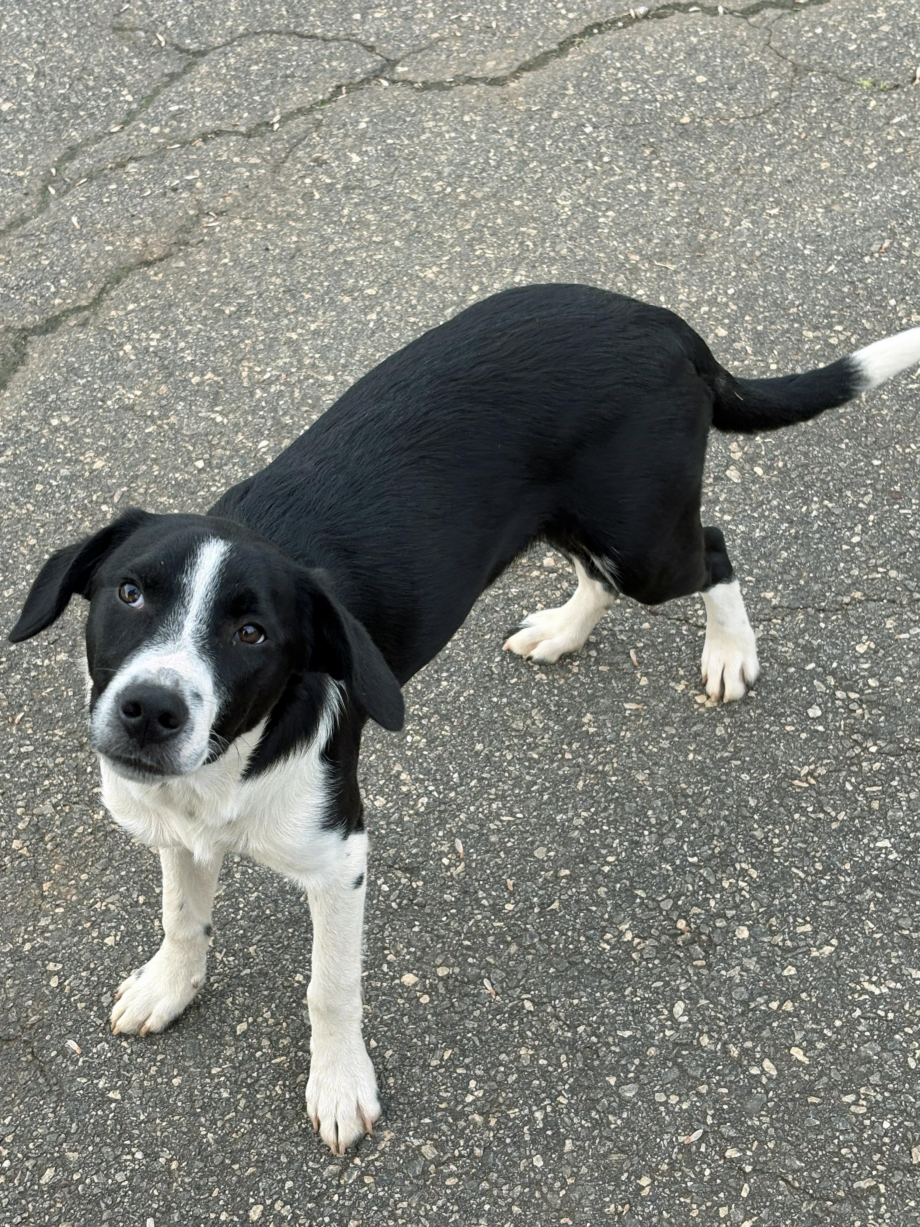 Enlarge Felix, a Adoptable mixed breed in Marion, NC image 4/5