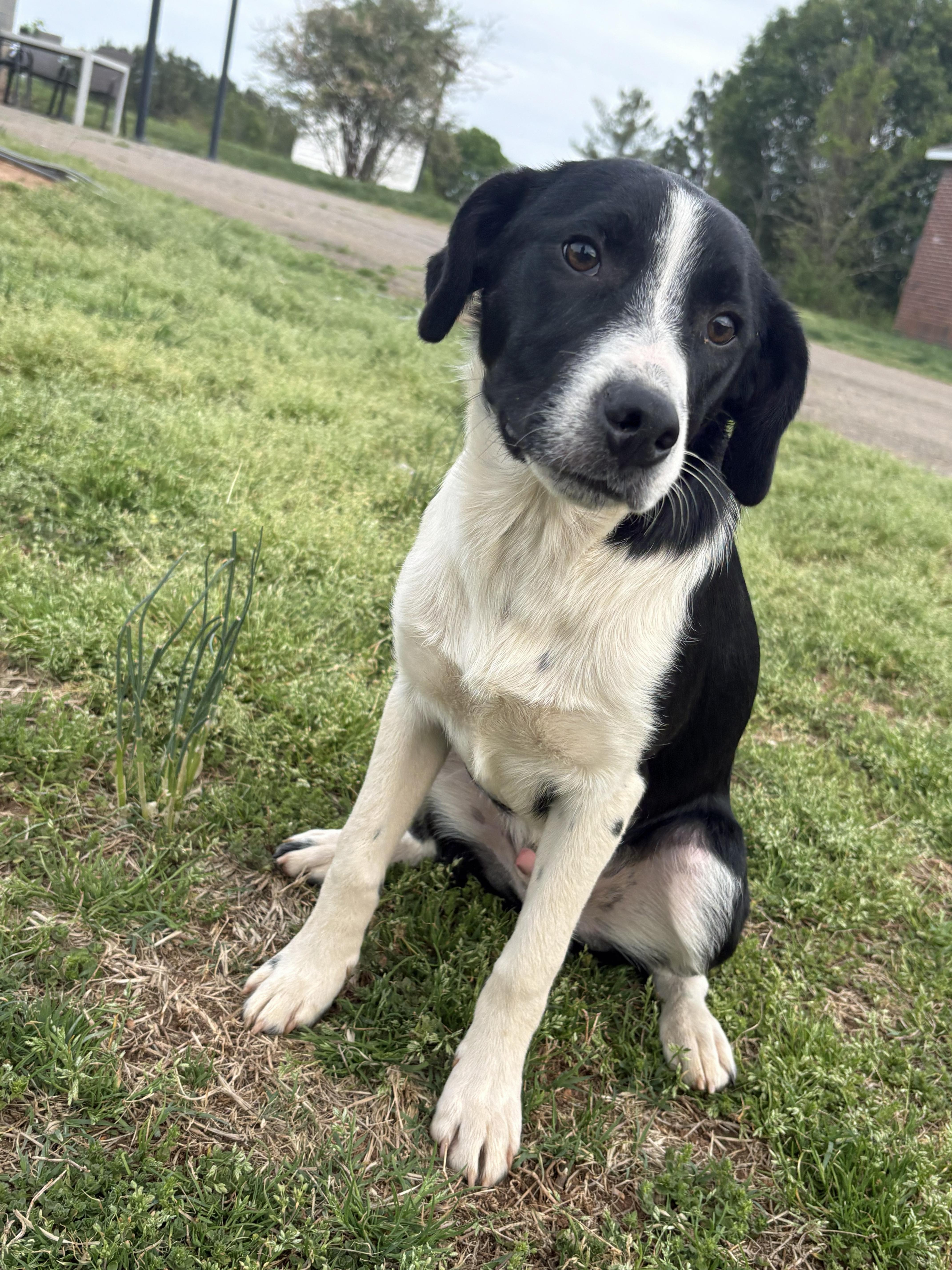 Felix, Adoptable, Puppy Male Border Collie & Manchester Terrier.