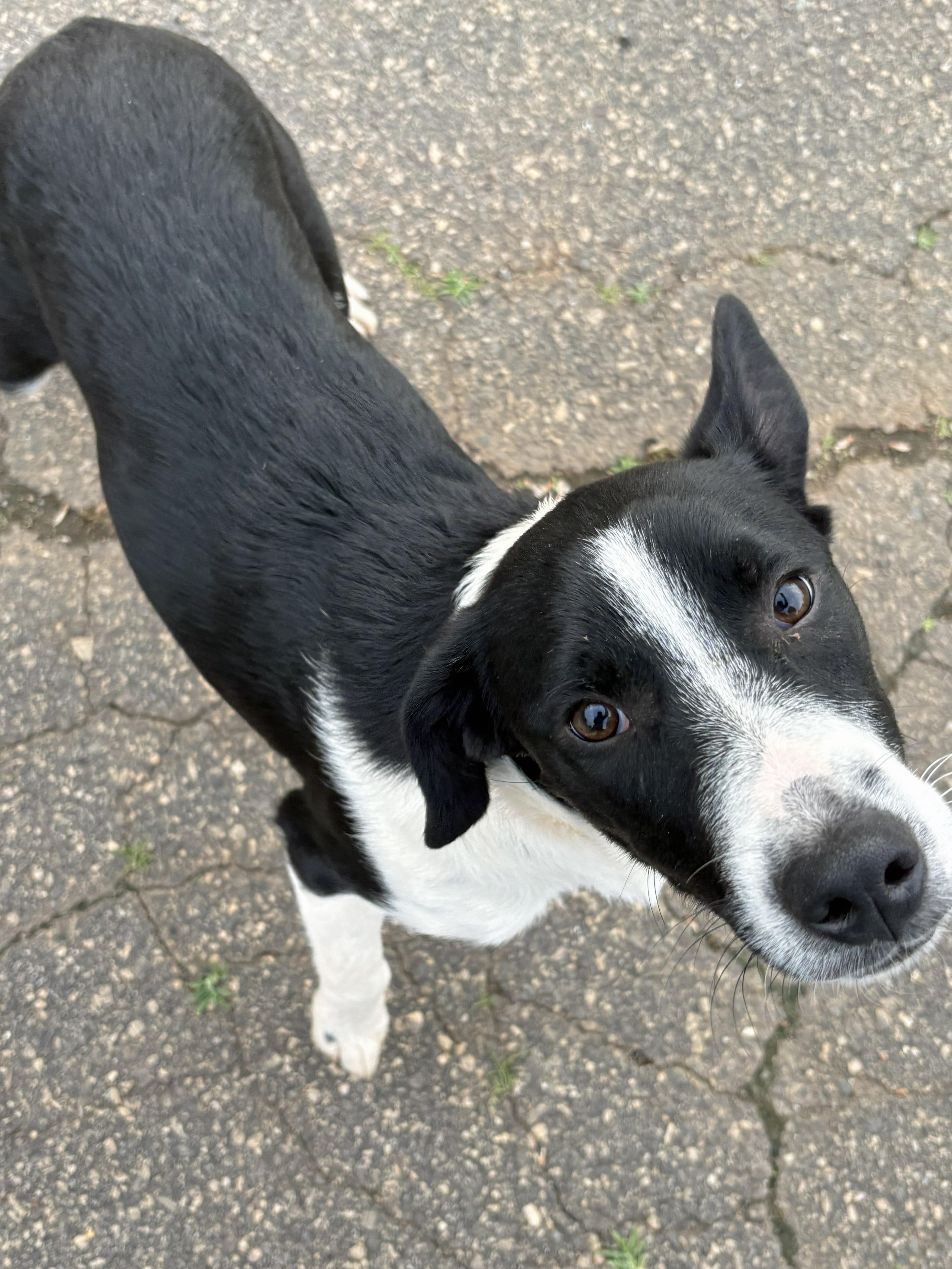 Enlarge Felix, a Adoptable mixed breed in Marion, NC image 3/5