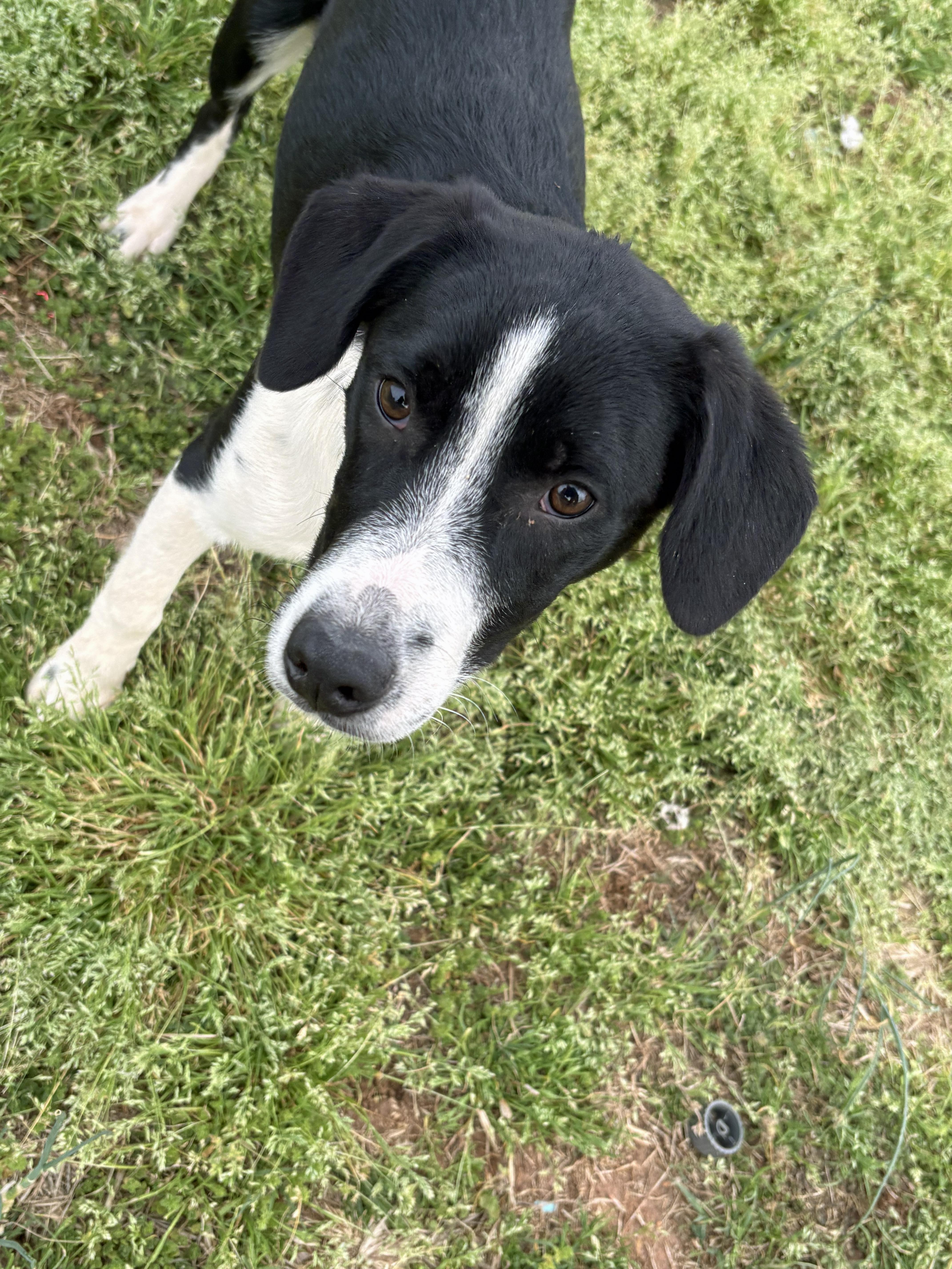 Enlarge Felix, a Adoptable mixed breed in Marion, NC image 5/5