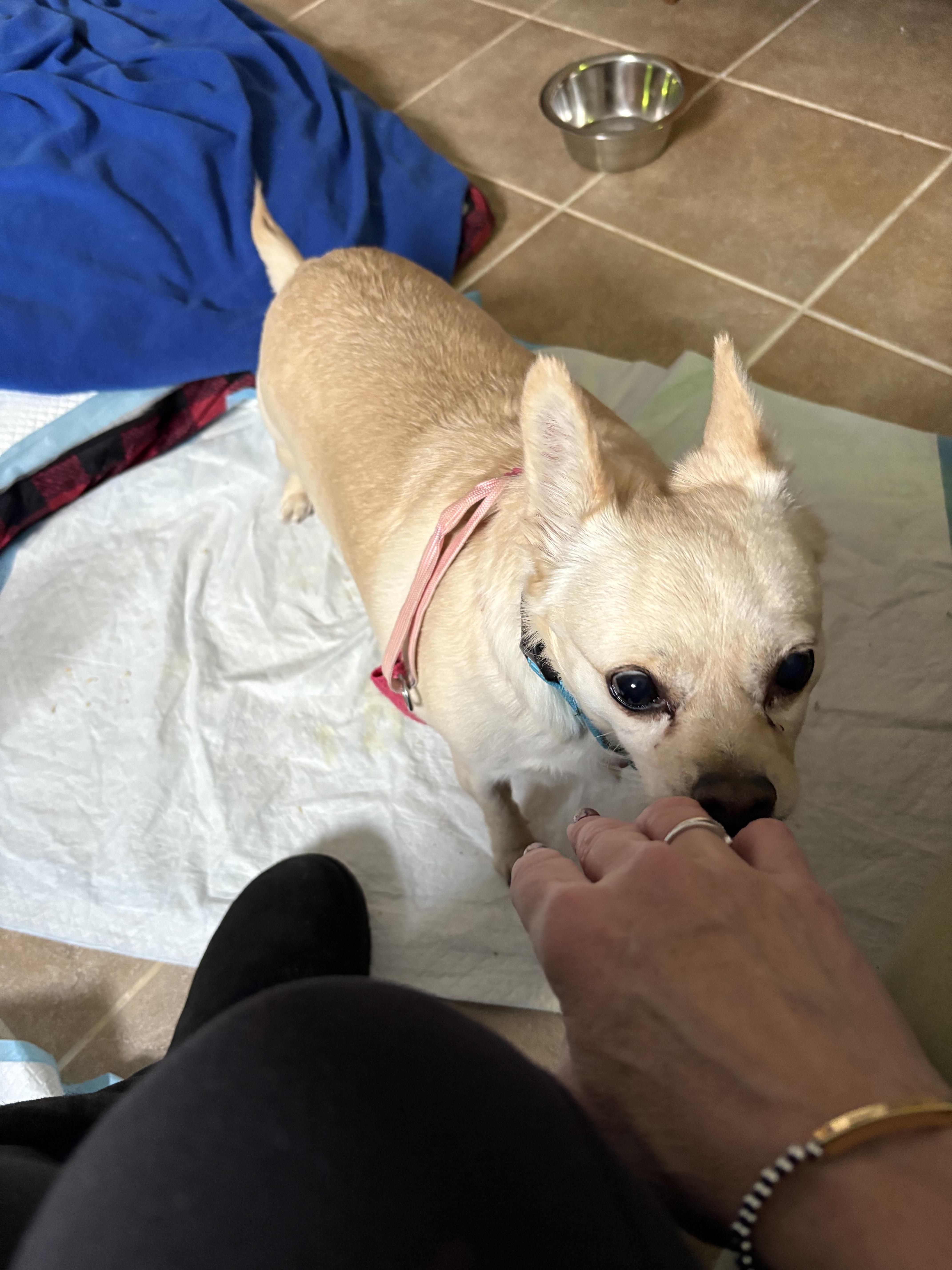 Anya, a ADOPTABLE mixed breed in Long Beach, NY image 4/4