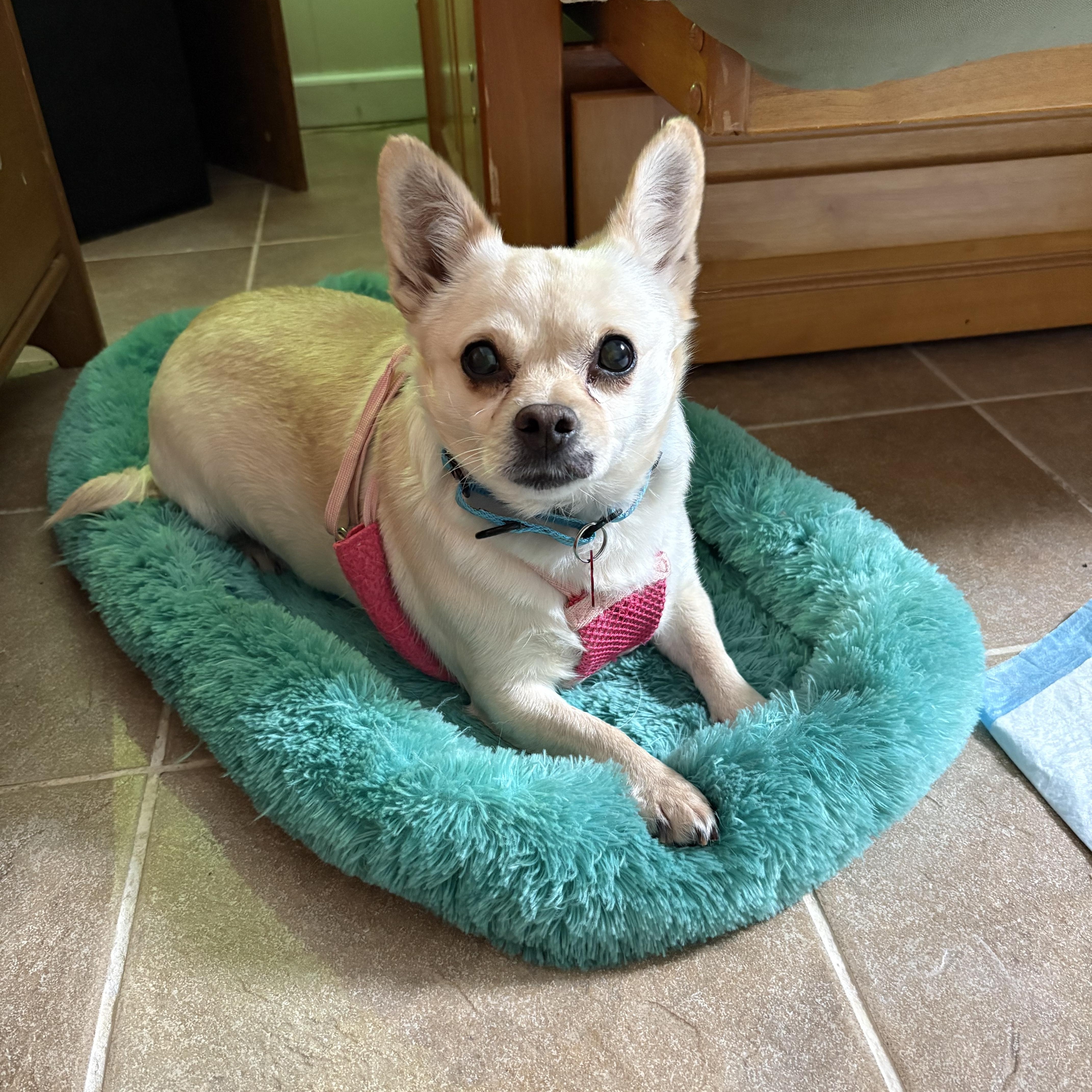 Anya, a ADOPTABLE mixed breed in Long Beach, NY image 1/4