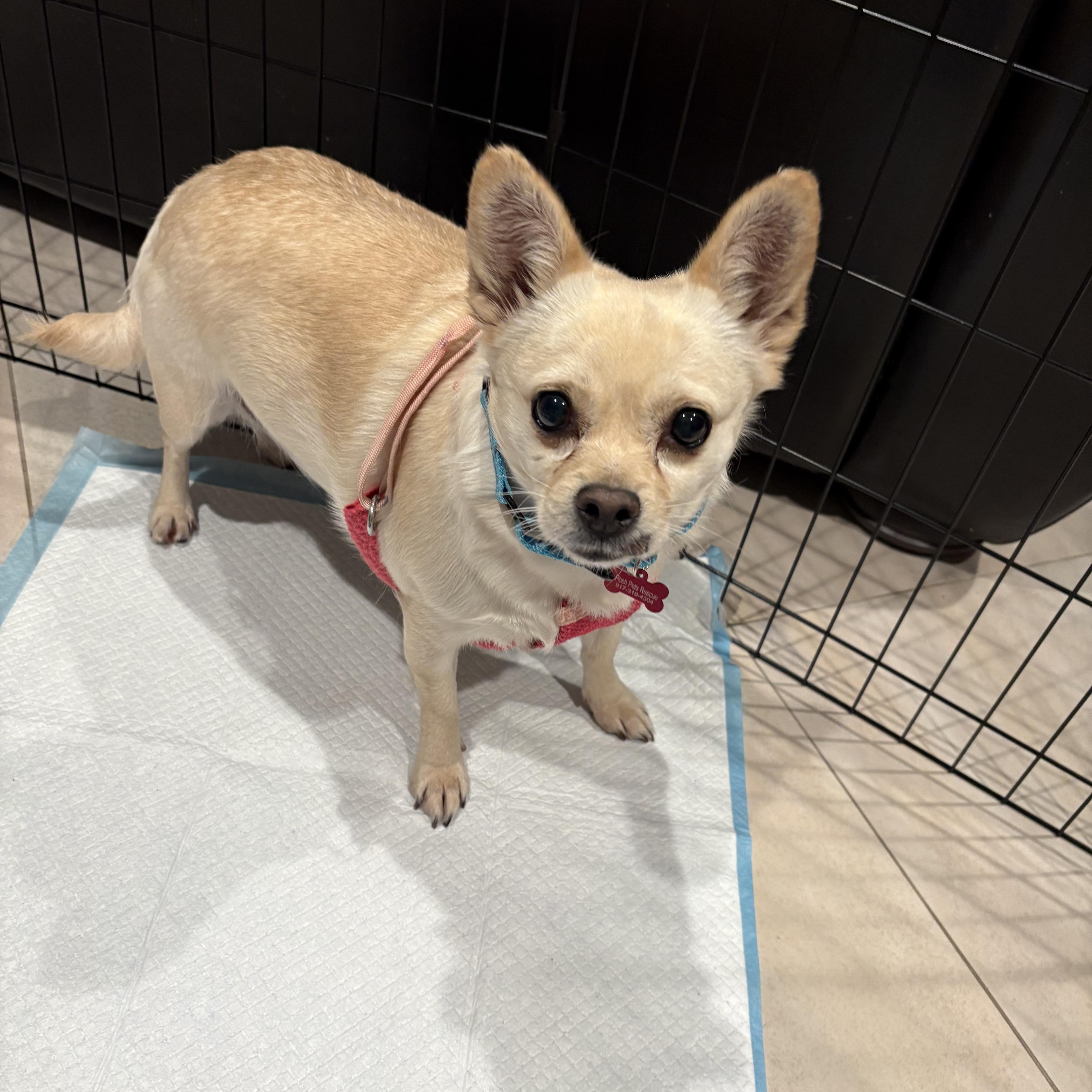 Anya, a ADOPTABLE mixed breed in Long Beach, NY image 2/4