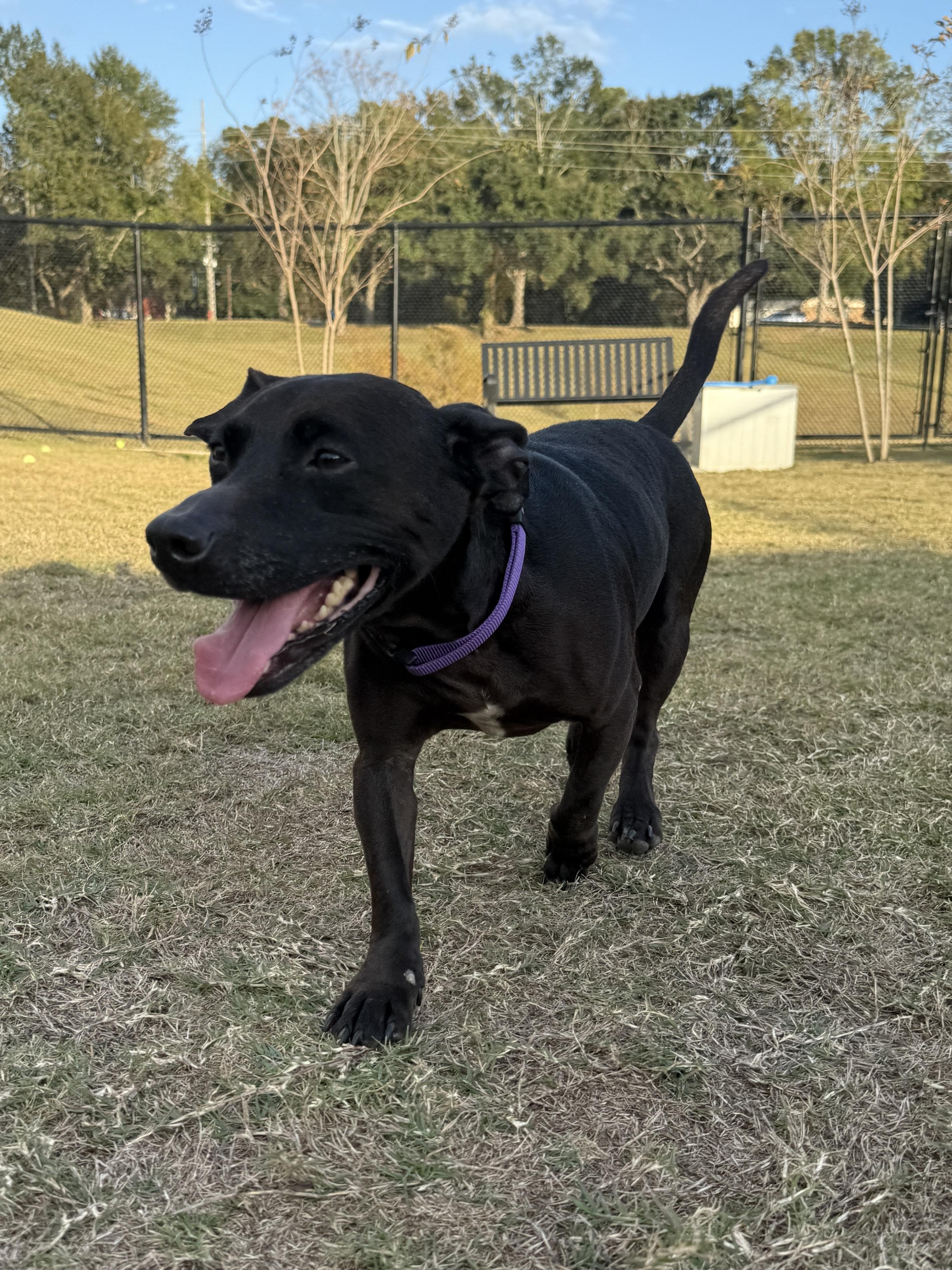 Sweet Pea, Adoptable, Adult Female Dachshund.