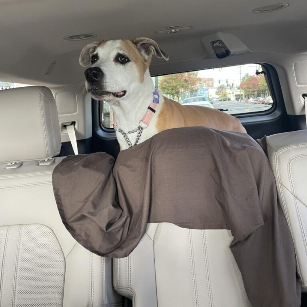 Hazel, Adoptable, Senior Female Mixed Breed.