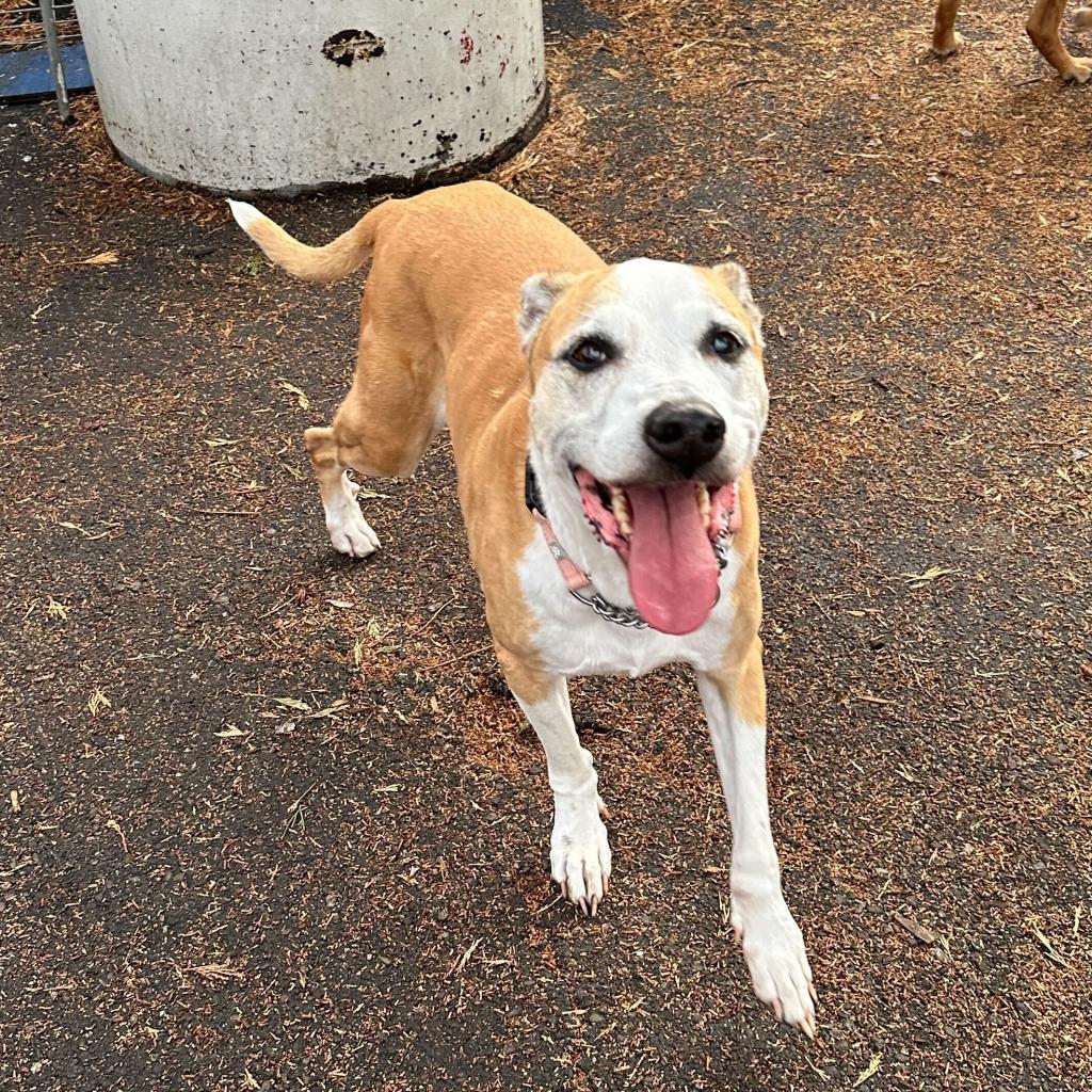 Enlarge Hazel, a Adoptable Mixed Breed in San Francisco, CA image 2/6