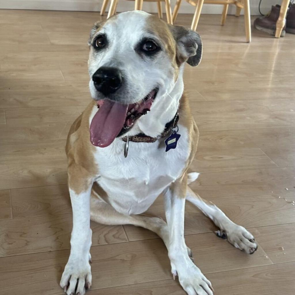 Enlarge Hazel, a Adoptable Mixed Breed in San Francisco, CA image 3/6