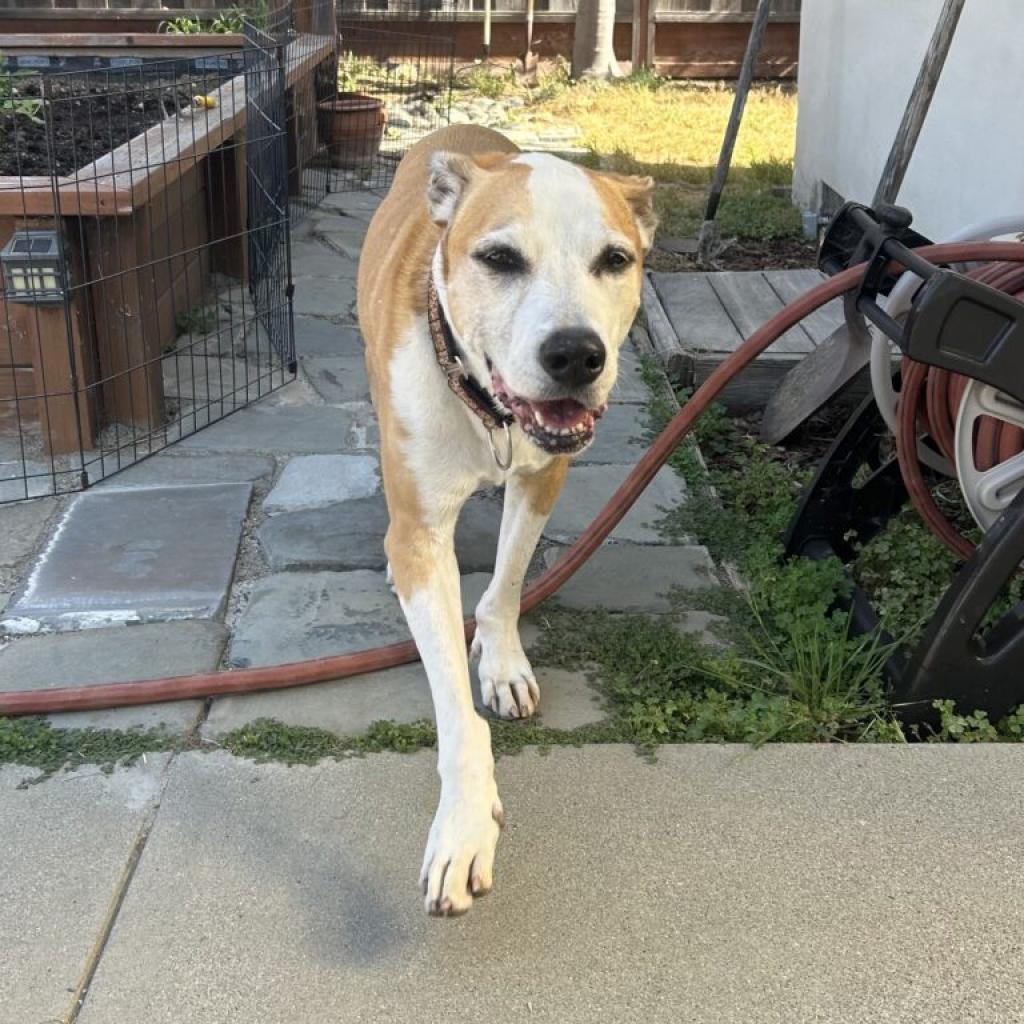 Enlarge Hazel, a Adoptable Mixed Breed in San Francisco, CA image 4/6