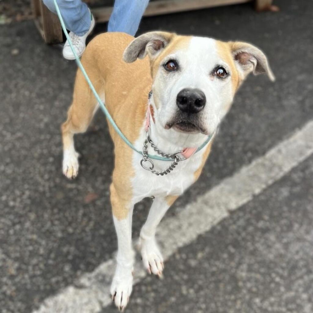 Enlarge Hazel, a Adoptable Mixed Breed in San Francisco, CA image 5/6