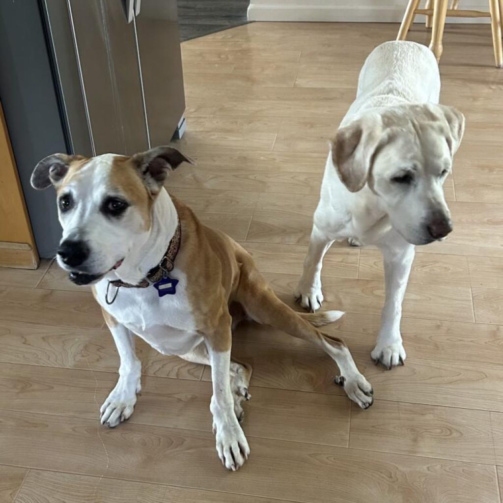 Enlarge Hazel, a Adoptable Mixed Breed in San Francisco, CA image 6/6