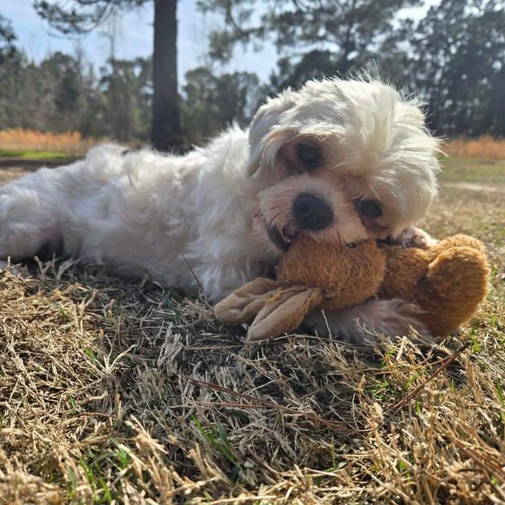 Enlarge Axel Rose (20260227-04), an adopted mixed breed in Niagara on the Lake, ON image 2/6