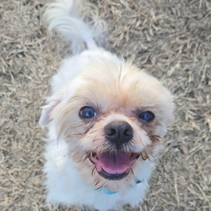 Enlarge Axel Rose (20260227-04), an adopted mixed breed in Niagara on the Lake, ON image 3/6