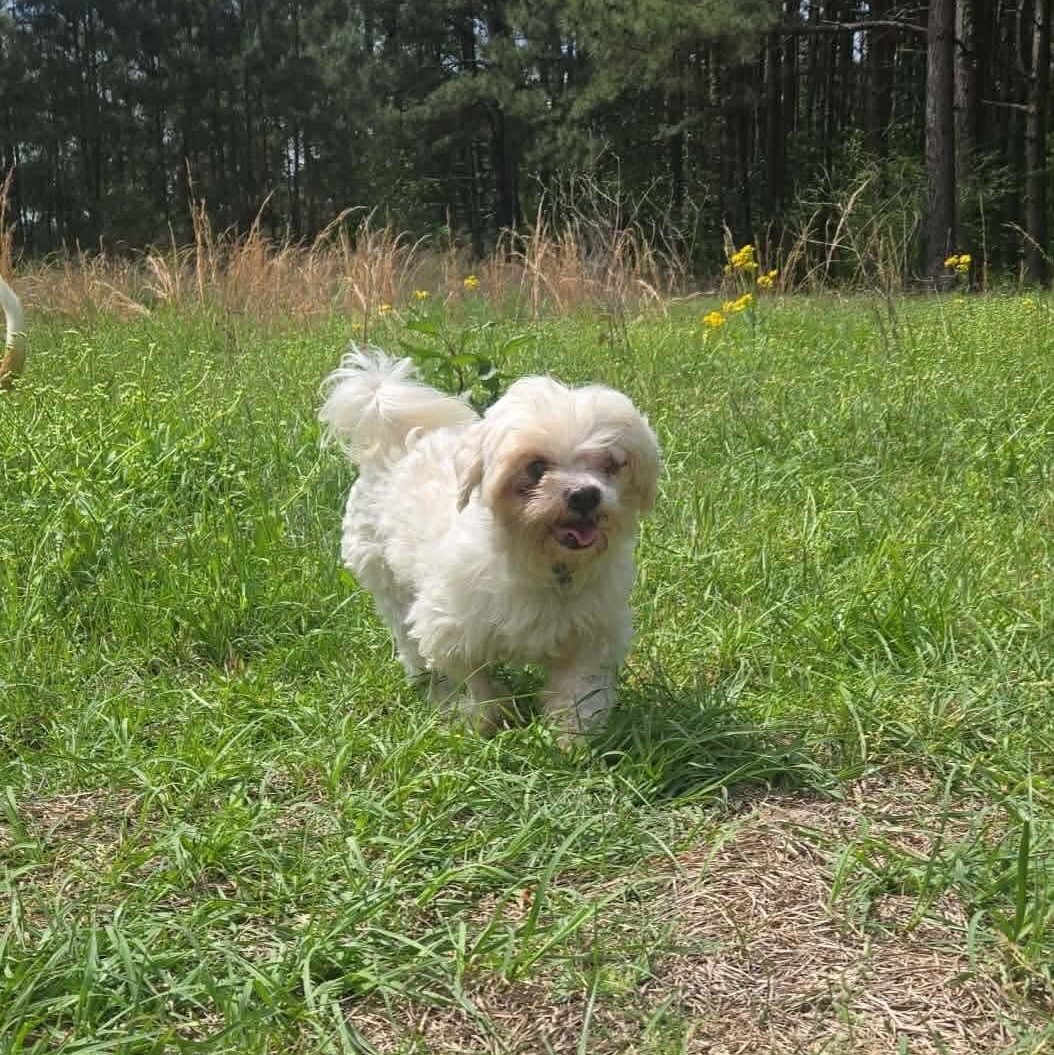 Enlarge Axel Rose (20260227-04), an adopted mixed breed in Niagara on the Lake, ON image 6/6