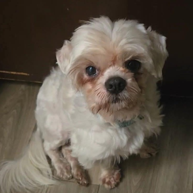 Enlarge Axel Rose (20260227-04), an adopted mixed breed in Niagara on the Lake, ON image 5/6