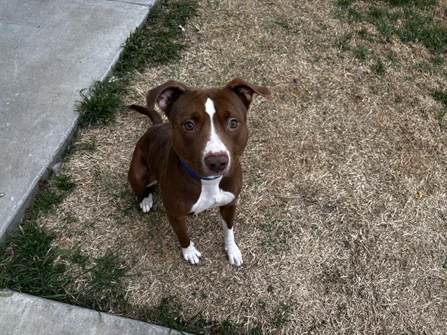 Enlarge LADY, a Adoptable mixed breed in Grand Prairie, TX image 1/1