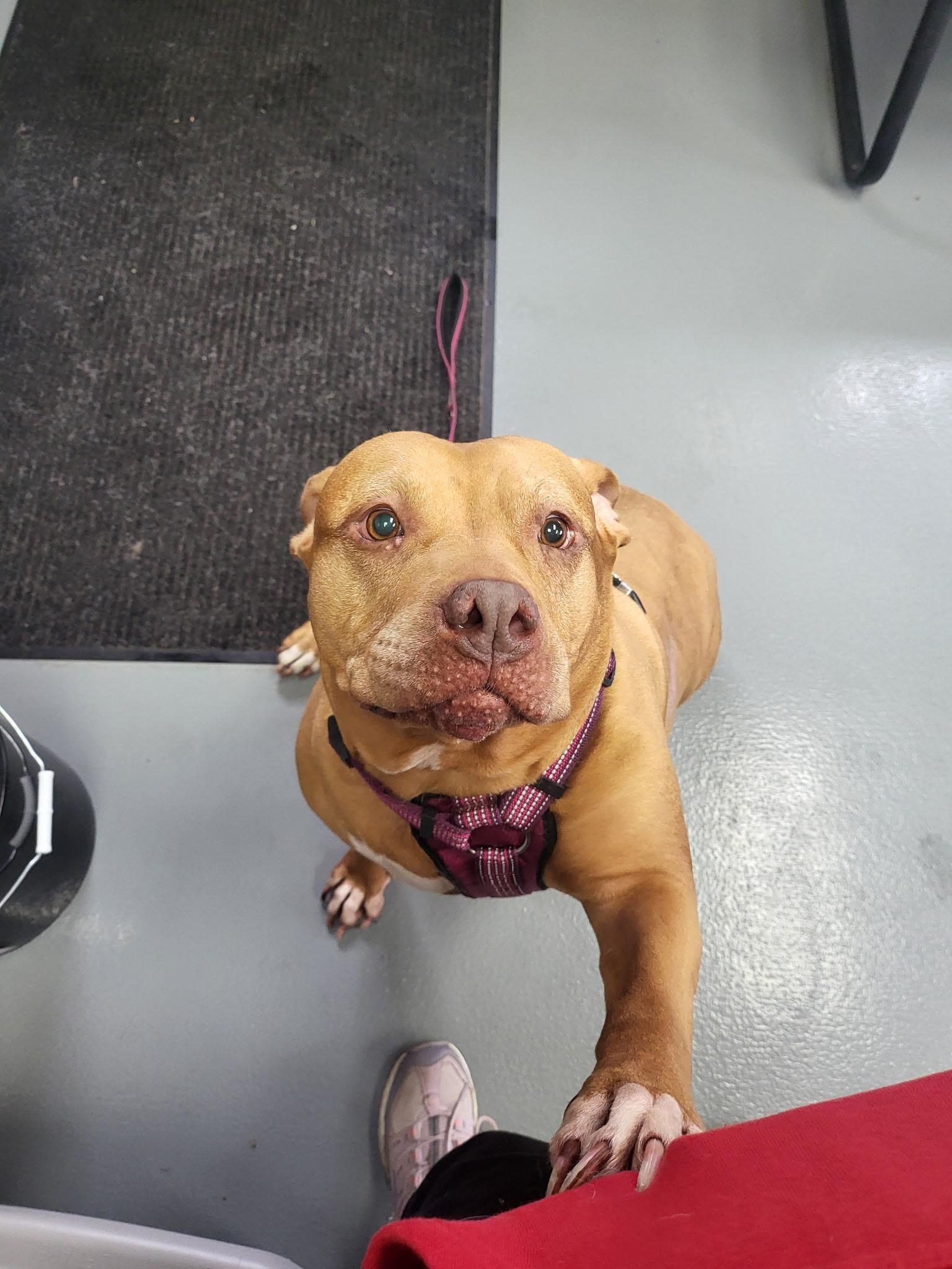 Honey, Senior Female unknown