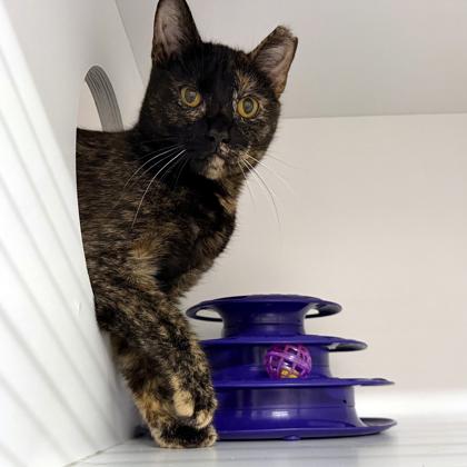 Chrissy, Adoptable, Adult Female Domestic Short Hair & Domestic Short Hair.
