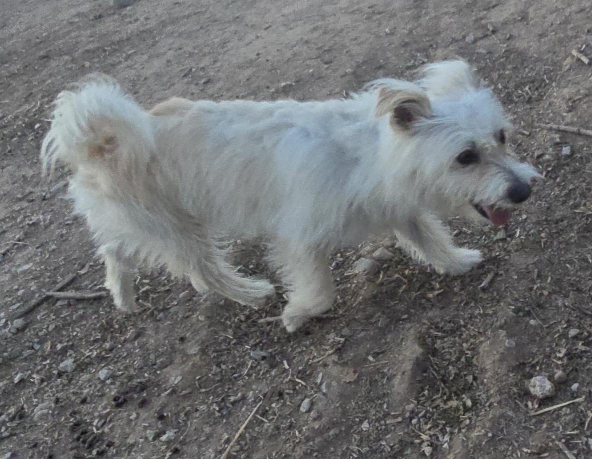 Enlarge **WAFFLES, a ADOPTABLE mixed breed in Peralta, NM image 3/4