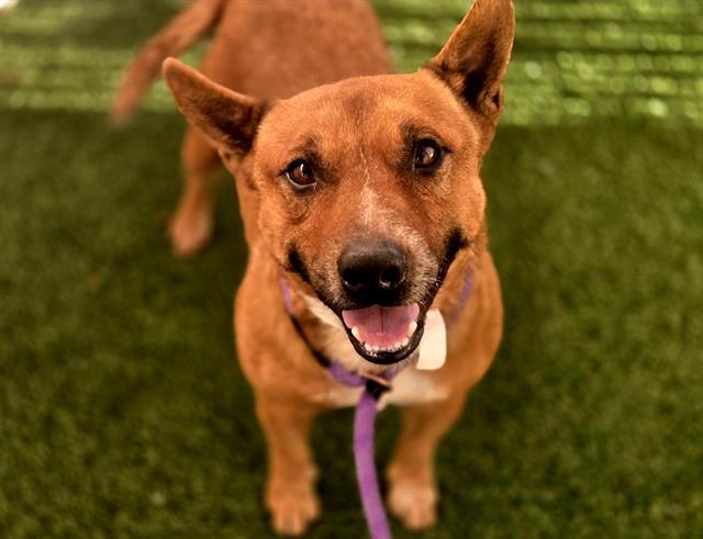 RED RYDER, Adoptable, Adult Male Australian Cattle Dog / Blue Heeler & Mixed Breed.