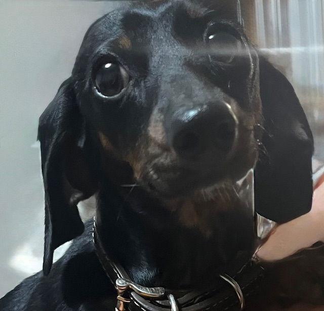 Enlarge Marcella, a Adopted Dachshund in Lebanon, PA image 2/3