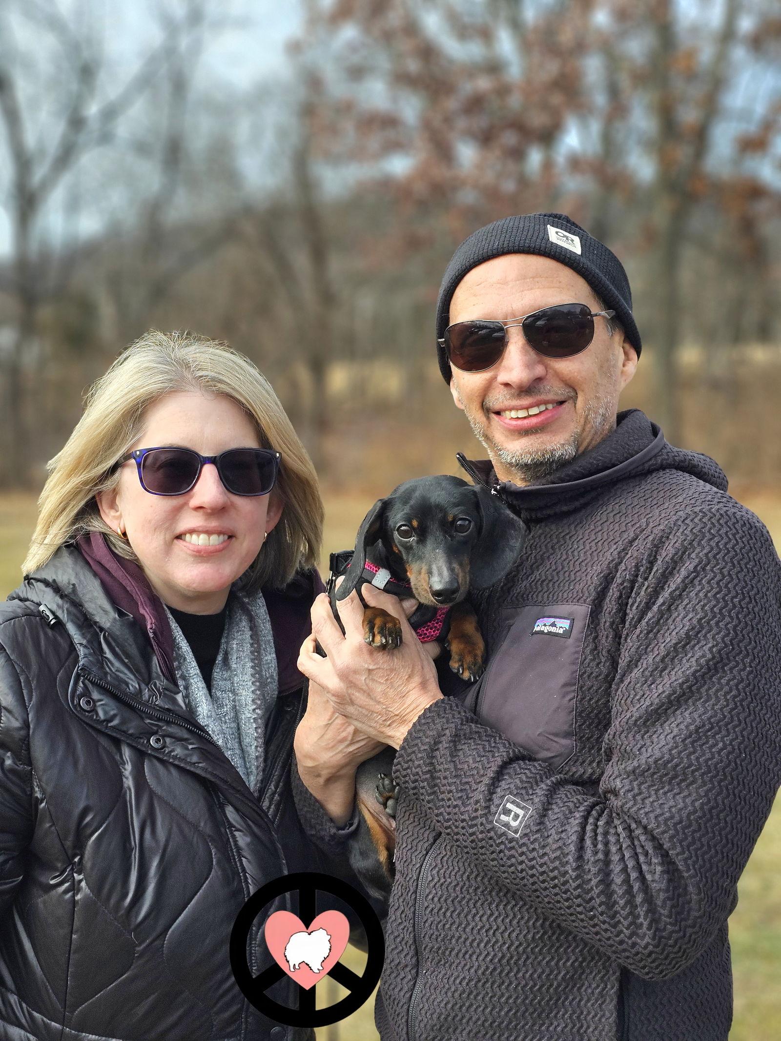 Enlarge Marcella, a Adopted Dachshund in Lebanon, PA image 3/3
